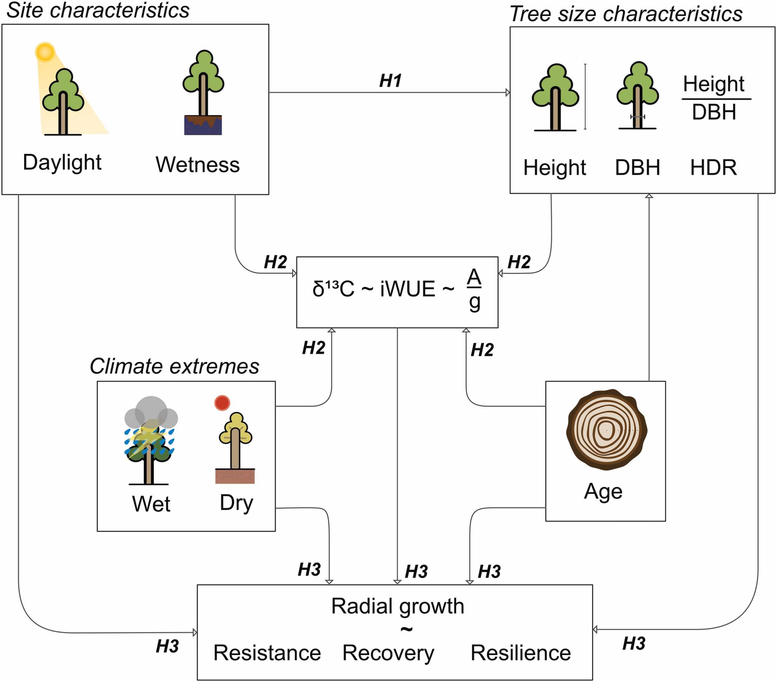 Sessile oak growth and iWUE study