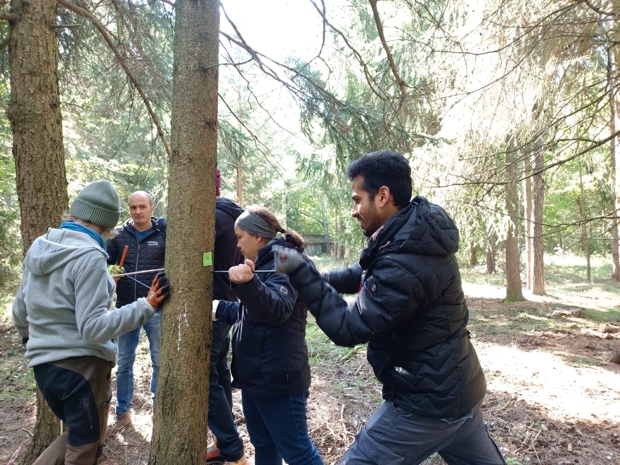 Tree-ring coring in European forests