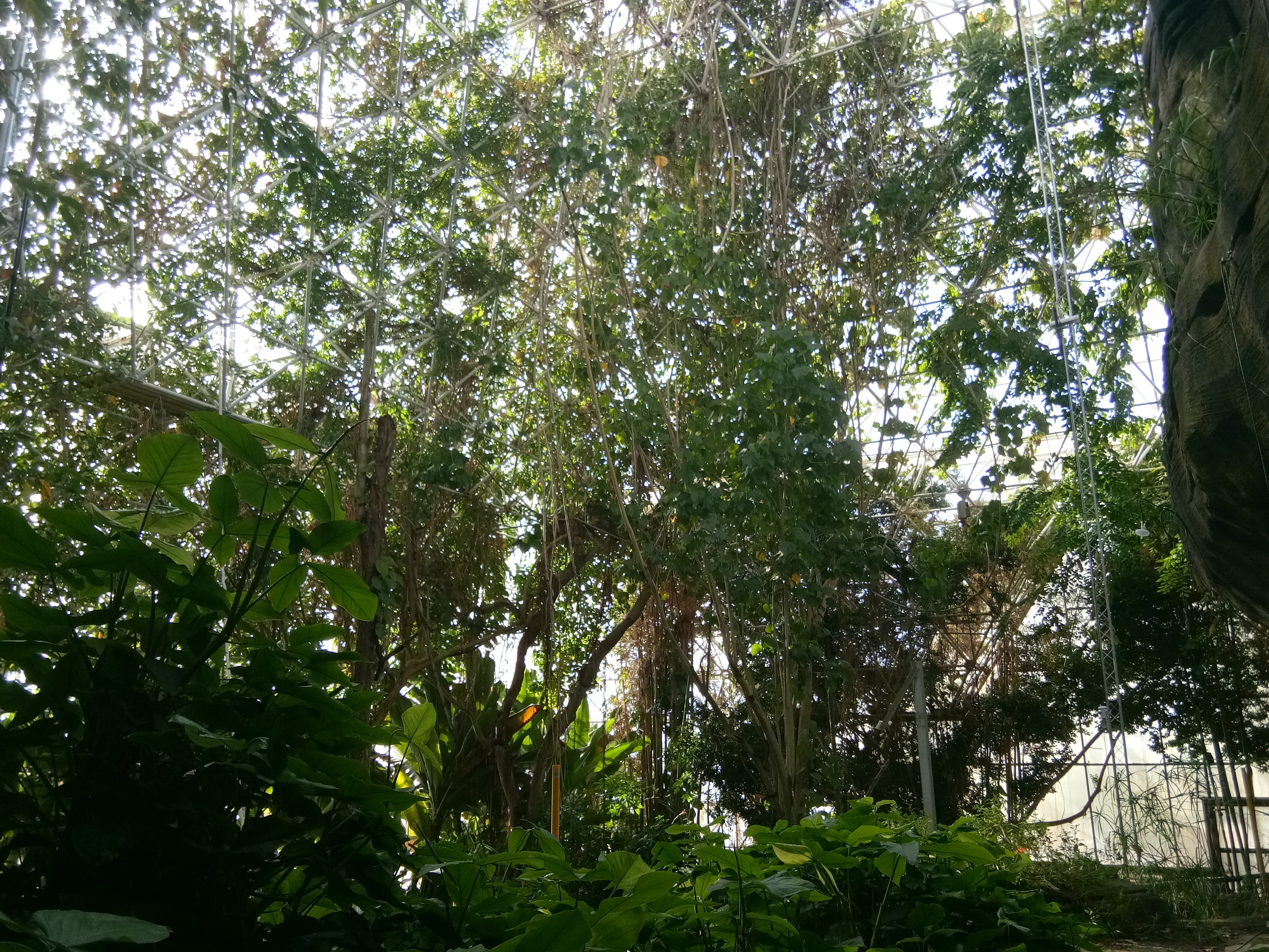 Rainforest canopy inside Biosphere 2
