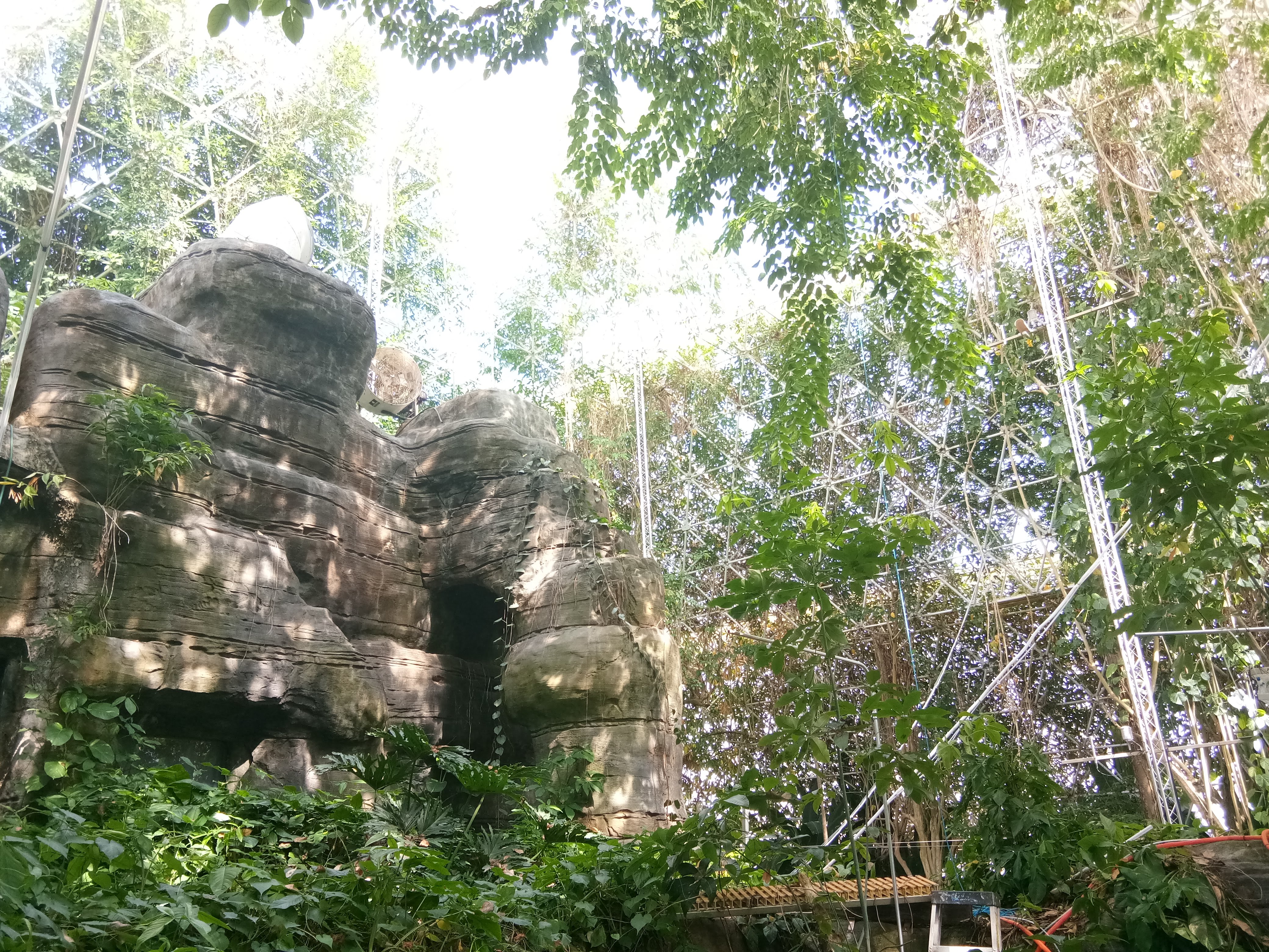 Rainforest understory and monitoring